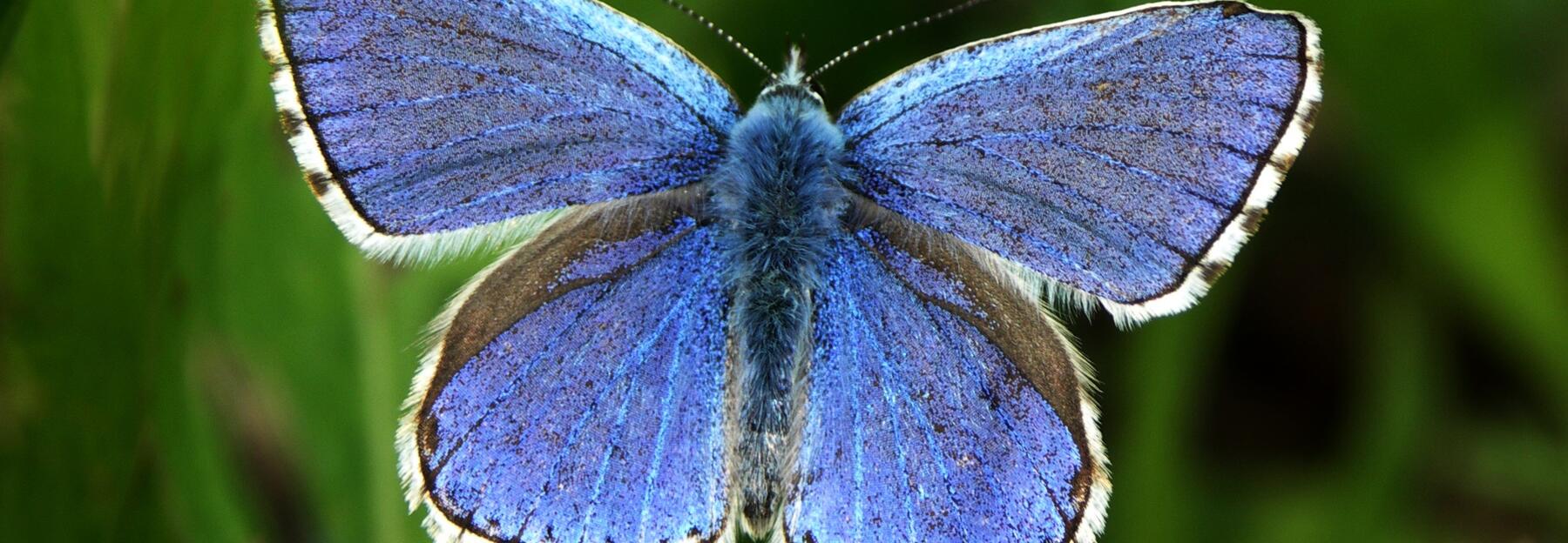 Ein blauer Schmetterling sitzt auf einem Grashalm