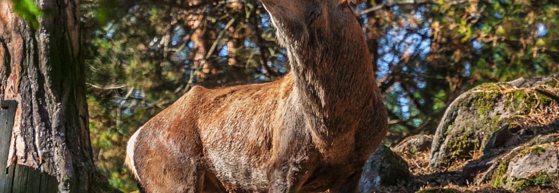 Rothirsch Brunft