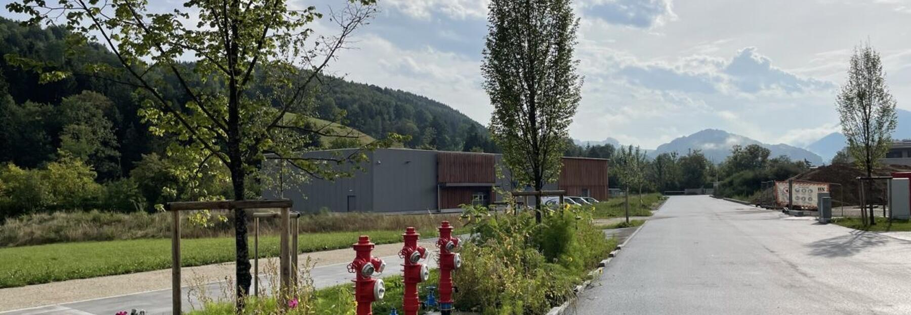Blühstreifen und Bäume zwischen Fahrbahn und Radweg