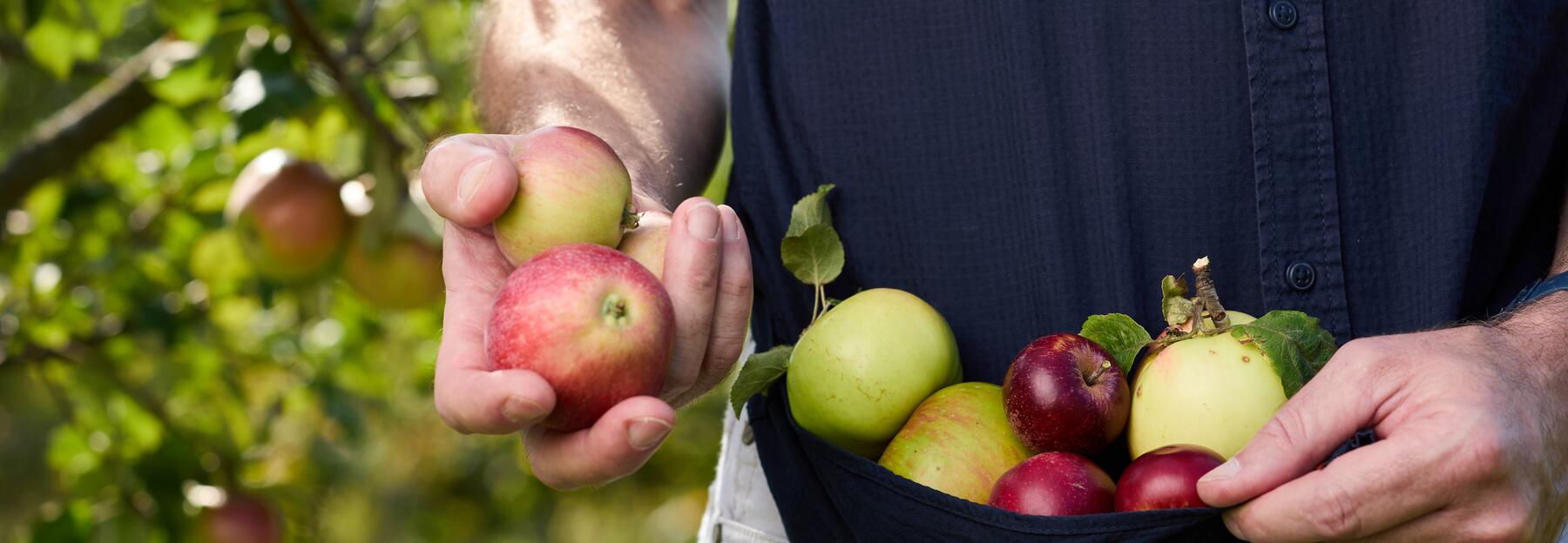 Mann hält verschiedene Äpfel in der Hand