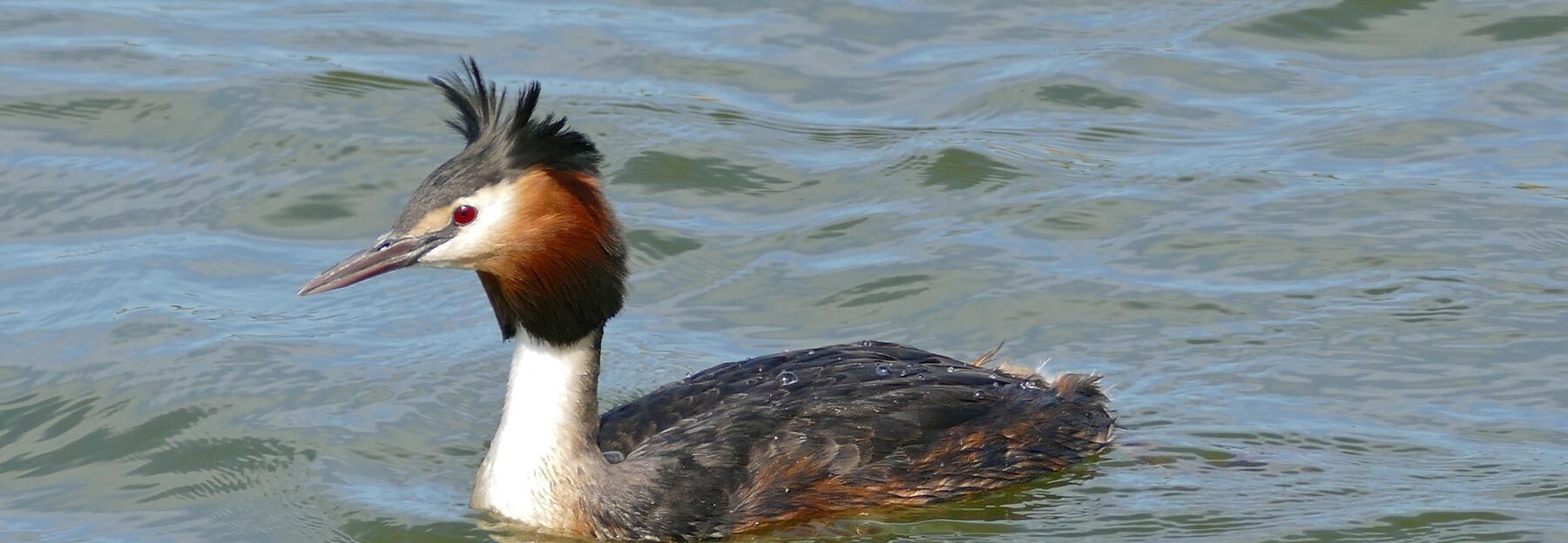 Haubentaucher (Podiceps cristatus)