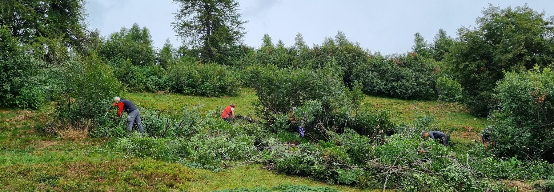 Menschen roden Grünerlen, um eine Alm zu reanturieren