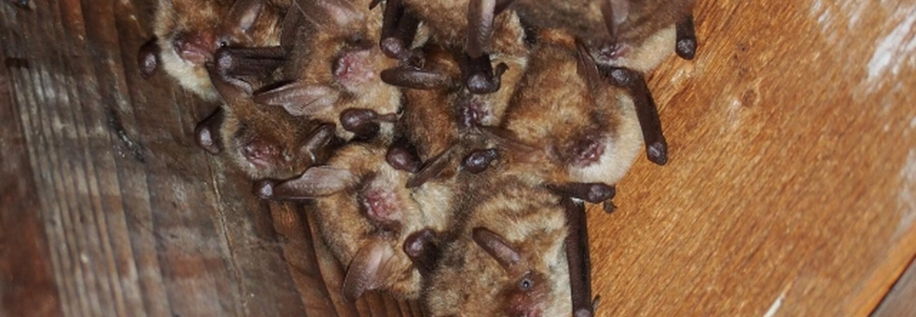 Bat and Breakfast