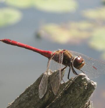 Libellentraining © NaturschutzakademieAT Libelle im Wasser
