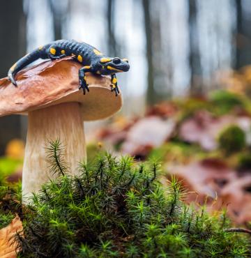 © Feuersalamander Credits Brum / www.shutterstock.com Feuersalamander
