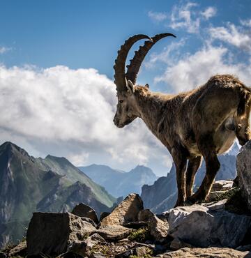 Steinbock