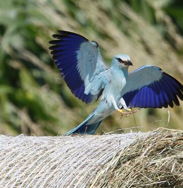 Blauer Vogel mit ausgebreiteten Schwingen 