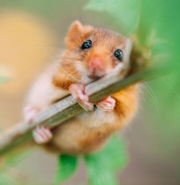 Haselmaus
