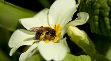 Vielfältige Wildbienenarten sind entscheidend für die Bestäubung unzähliger Blütenpflanzen.