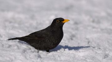 Amsel c BirdLife © Amsel c BirdLife Amsel c BirdLife