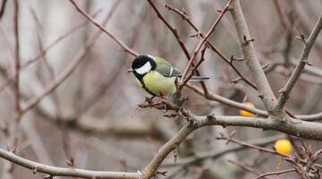 Kohlmeise c BirdLife © BirdLife Kohlmeise c BirdLife