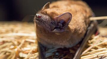 Fledermaus in Stroh