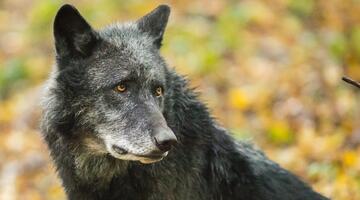schwarzer Wolf_WSC © Rooobert Bayer schwarzer Wolf_WSC