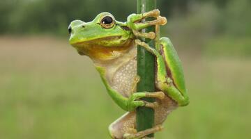 laubfrosch3_c_baumgartner © c Baumgartner