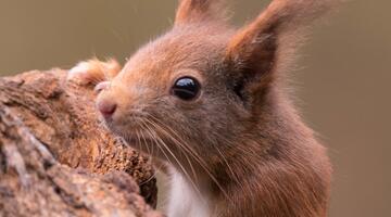 Red squirrel © Istockfoto.com/Sylvia_Adams Eichhörnchen