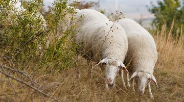 Schafe bei Familie Zillner
