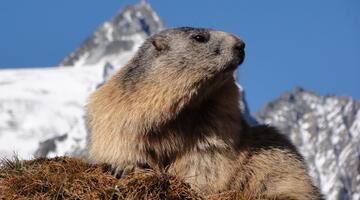 Zur einmaligen Verwendung für Artikel "Winterschlaf" am 24.11.2016 © Nationalpark Hohe Tauern Keuschnig Zur einmaligen Verwendung für Artikel "Winterschlaf" am 24.11.2016