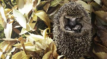 Igel