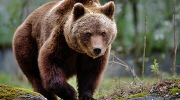 Braunbär