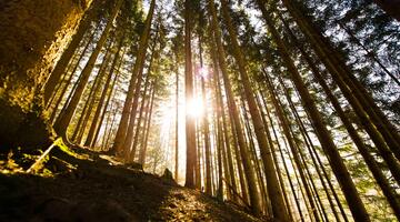 Holz Natur schützen mit Lanius