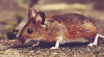 biologische vielfalt maus © Pixabay Maus