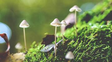 biologische vielfalt pilze © pexels kleine Pilze im Moos