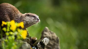 als-die-tiere-den-nationalpark-verliessen_shutterstock_lightpoet © (c) lightpoet / shutterstock Schutzgebiete Klimawandel