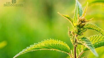 BRENNNESSEL-shutterstock_Grisha-Bruev © (c) Shutterstock / Grisha Bruev Naturschutzpreis Die Brennnessel