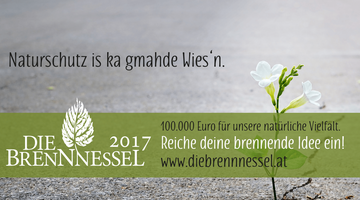 Naturschutzpreis - Die Brennnessel