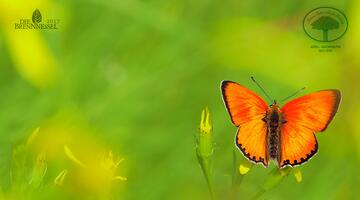 Schmetterling, orange, vor grünem Hintergrund