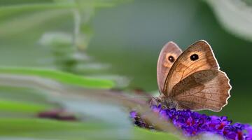 Schmetterling Ochsenauge