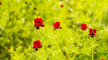 Herbstblumen Adonisroeschen