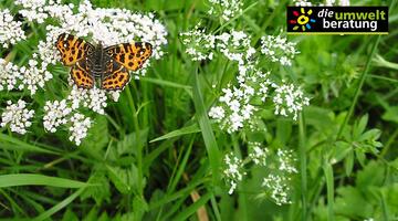 Schmetterlingsblumen in deinem Garten