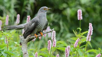 Kuckuck im Freien © D. Yakubovicht / Shutterstock.com Kuckuck im Freien