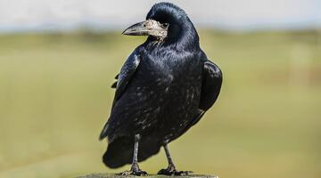 Saatkrähe, sitzend © Abi Warner / Shutterstock.com sitzende Saatkrähe