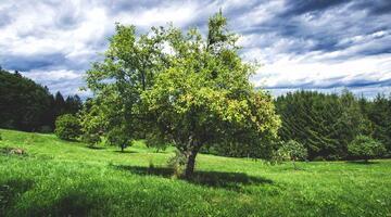 Naturschutzprogramm FLORA Streuobstwiese