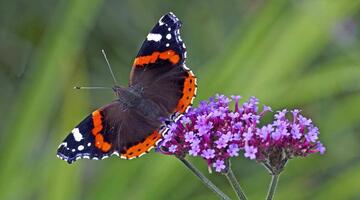 Schmetterling Admiral Falter