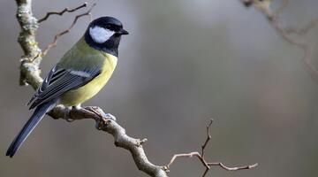 Wintervoegel Kohlmeise