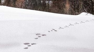 Tierspuren im Schnee