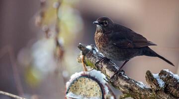 Wintervoegel Amsel
