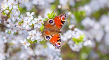 Schlehenblüte © shutterstock / sergeklein Schlehe Schlehdorn