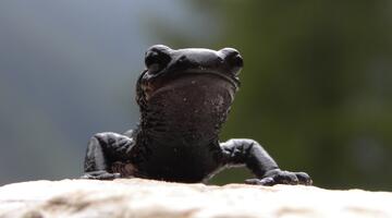 Alpensalamander
