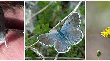 Thymian Bläuling / Blaugrauer Bläuling / Zahnflügel Bläuling © Thymian Bläuling / Blaugrauer Bläuling / Zahnflügel Bläuling Schmetterlingsreport Blaeuling