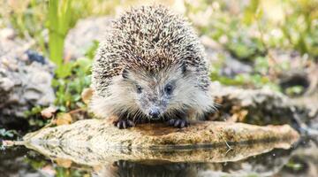 Igel © istock Igel beim Wasser
