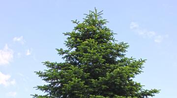 Weiß-Tanne
