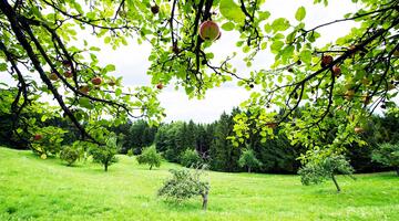 Lebensraum Streuobstwiese