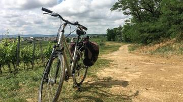 Fahrrad am Rand eines Weingartens