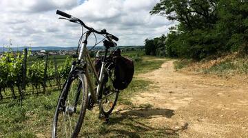 Die Bienenfresser mit dem Fahrrad besuchen. (c) Eva Schober © Eva Schober Fahrrad am Rand eines Weingartens