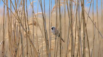 Schilf und Bartmeise im NP Neusiedler See Seewinkel