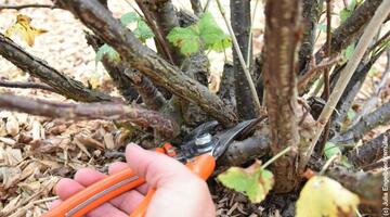Obstbaumschnitt_6 © Julia Engelbrechtsmüller Schnitt von Beerensträuchern an der Basis, Hand mit Gartenschere